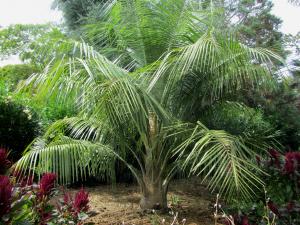 Butia x parajubaea cocoides.jpg